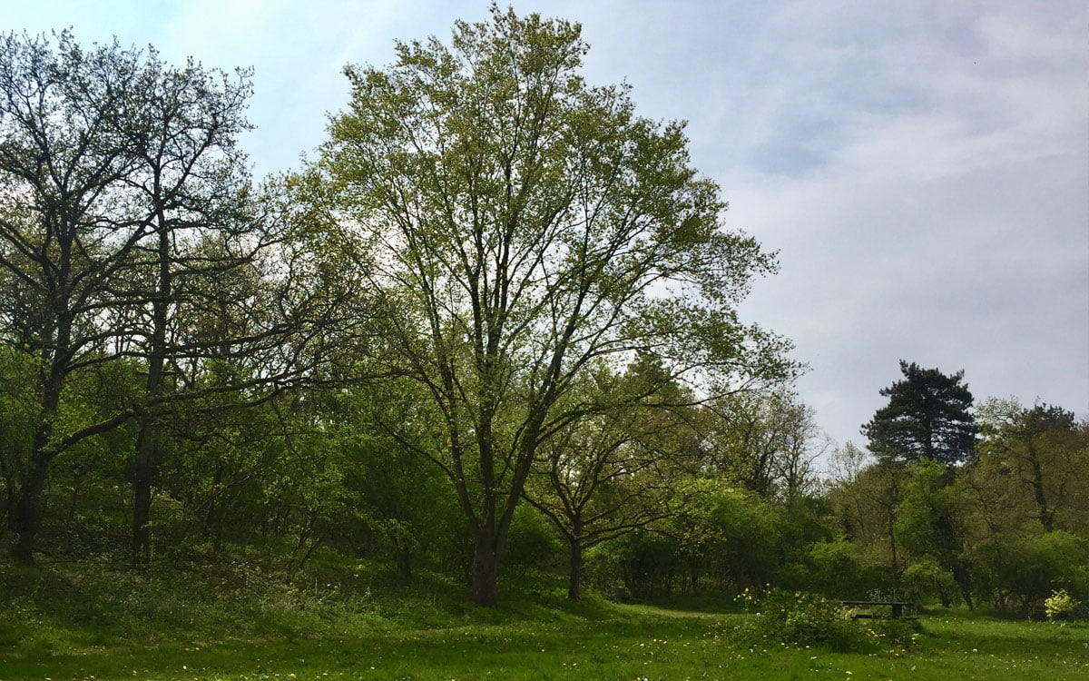 Bomen aan de rand van de open plek