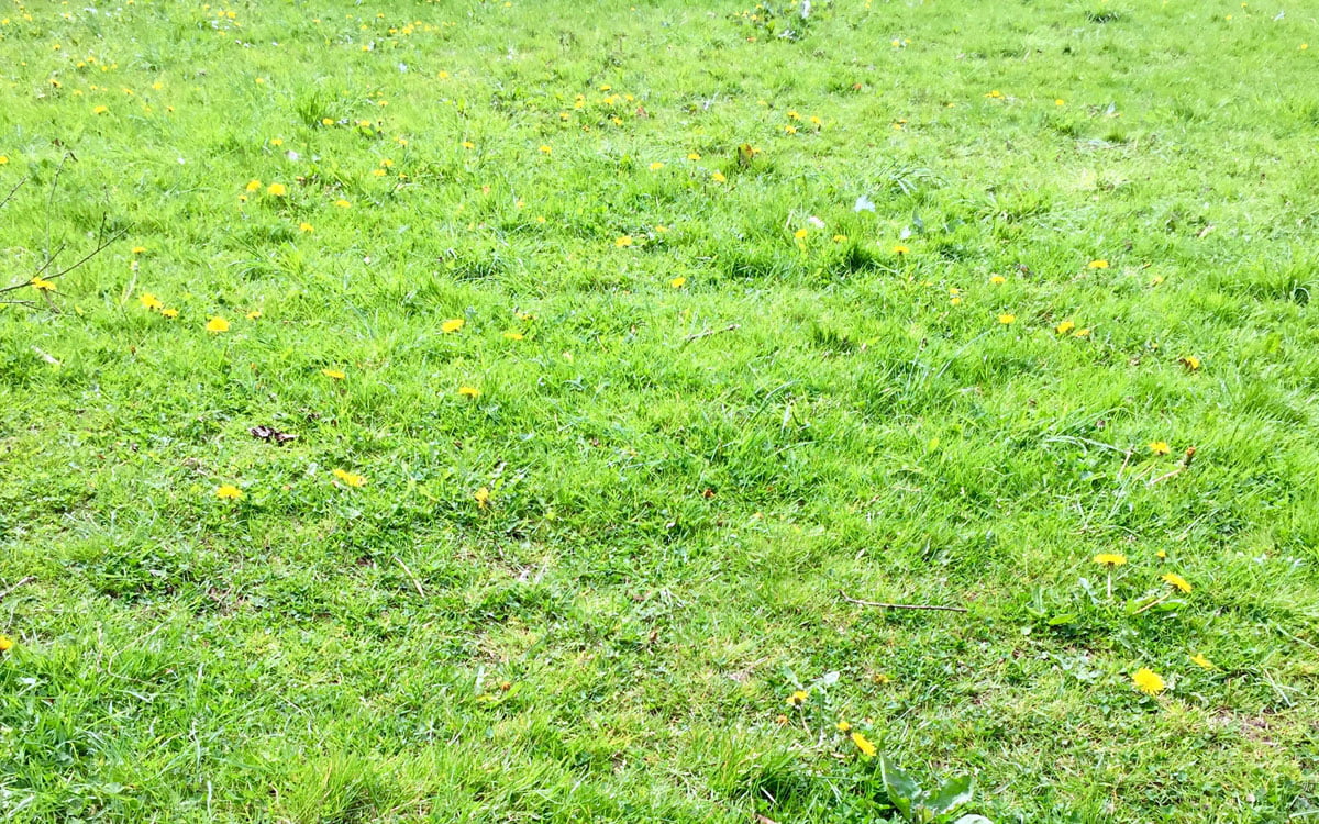 Paardenbloemen in het gras